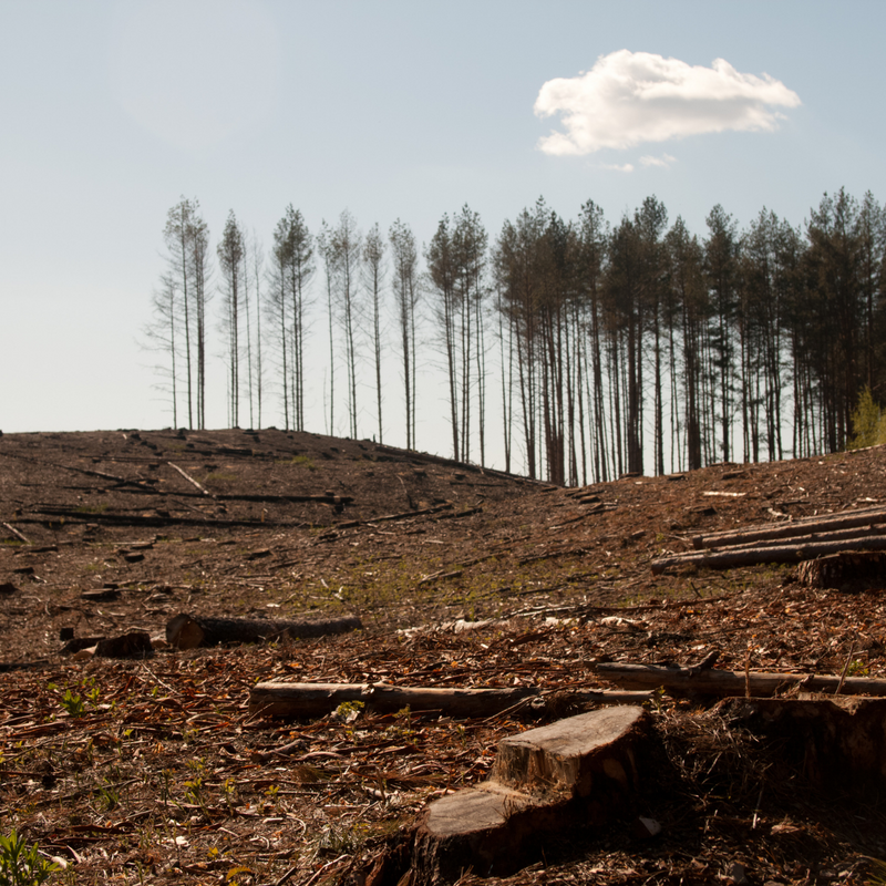 El daño de las fast-furniture al medioambiente