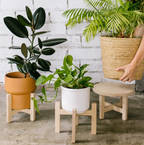LA JUNGLE wooden plant stand + 