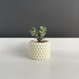 Maceta Burbu by Mendelek