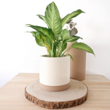 Macetero Prila by Mendelek